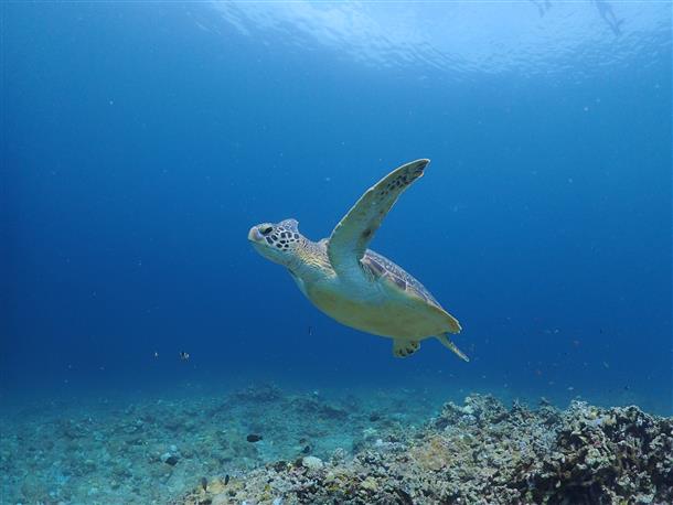 ウミガメと一緒に泳げるかも！？